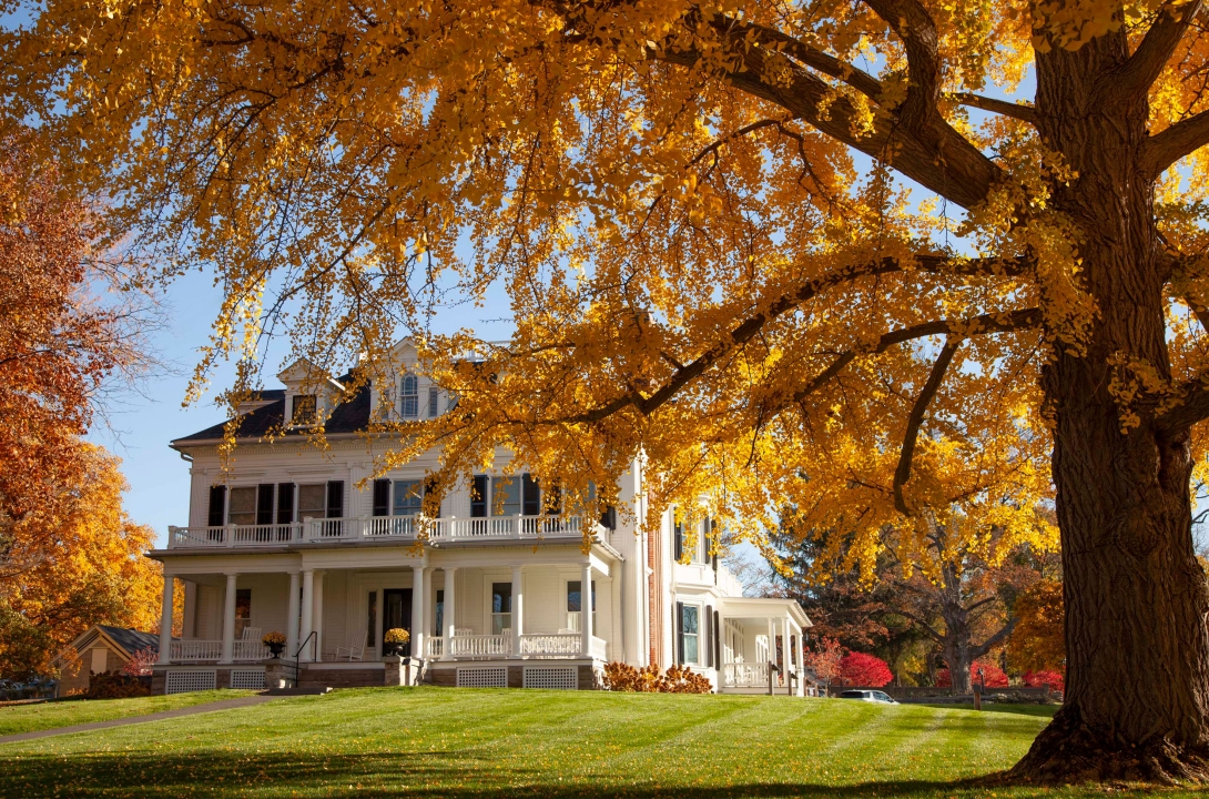 Zabriskie House behind tall tree with vibrant yellow autumn leaves.