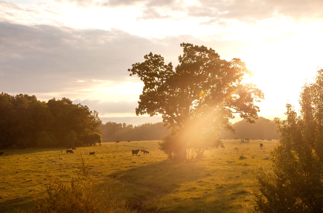 Cows Grazing in Field