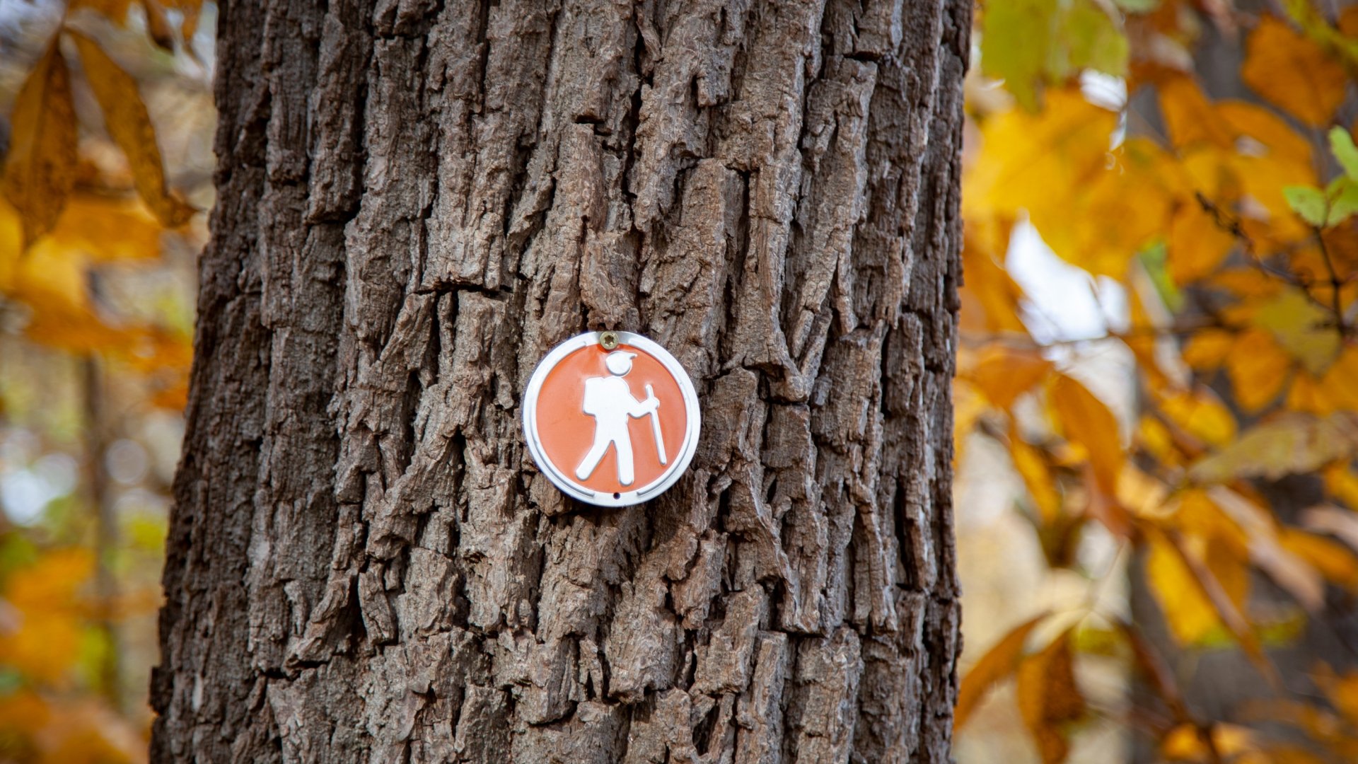 Hiking sign on tree.