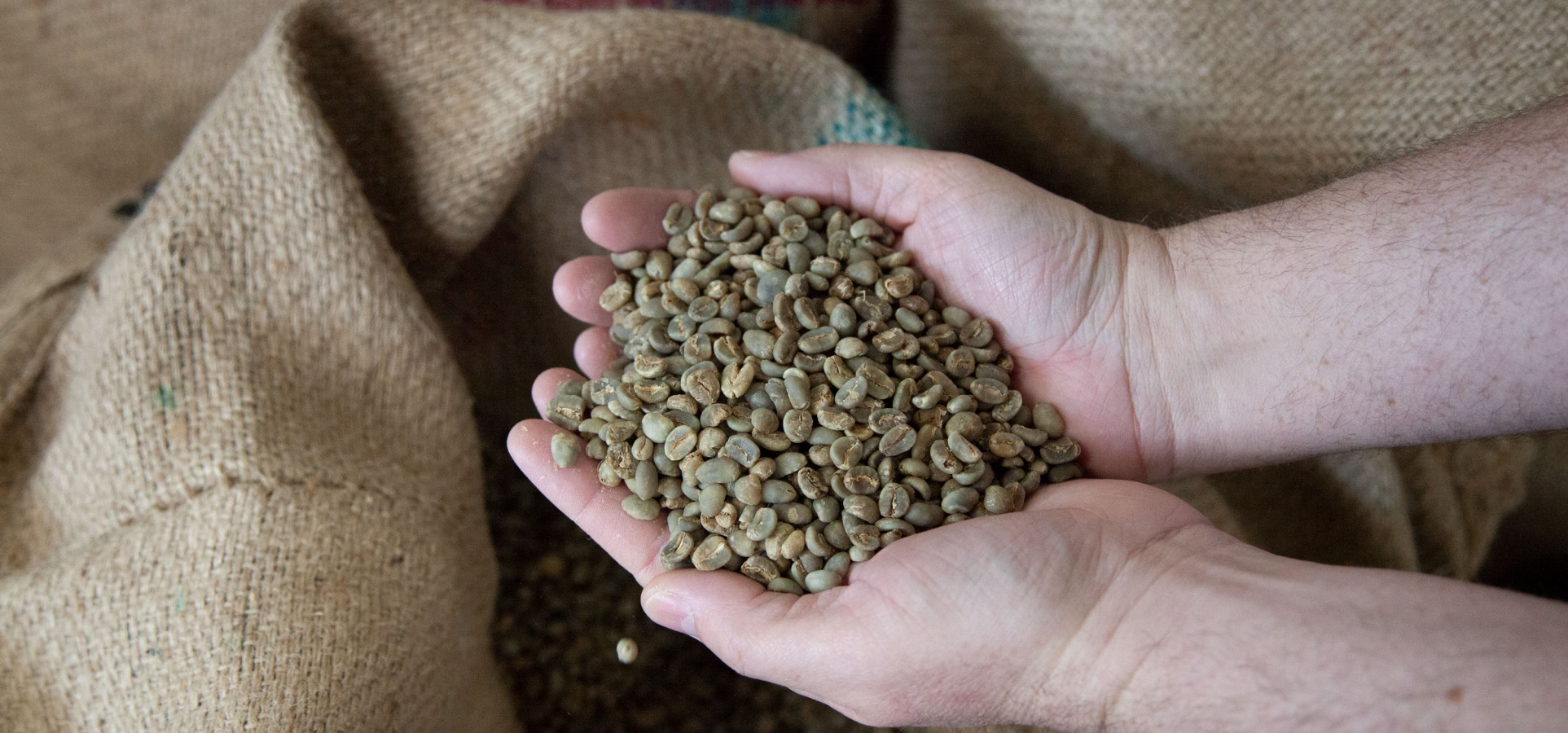 Hand holding coffee beans.