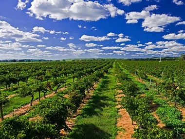 Vineyard of Quarry Ridge Winery.