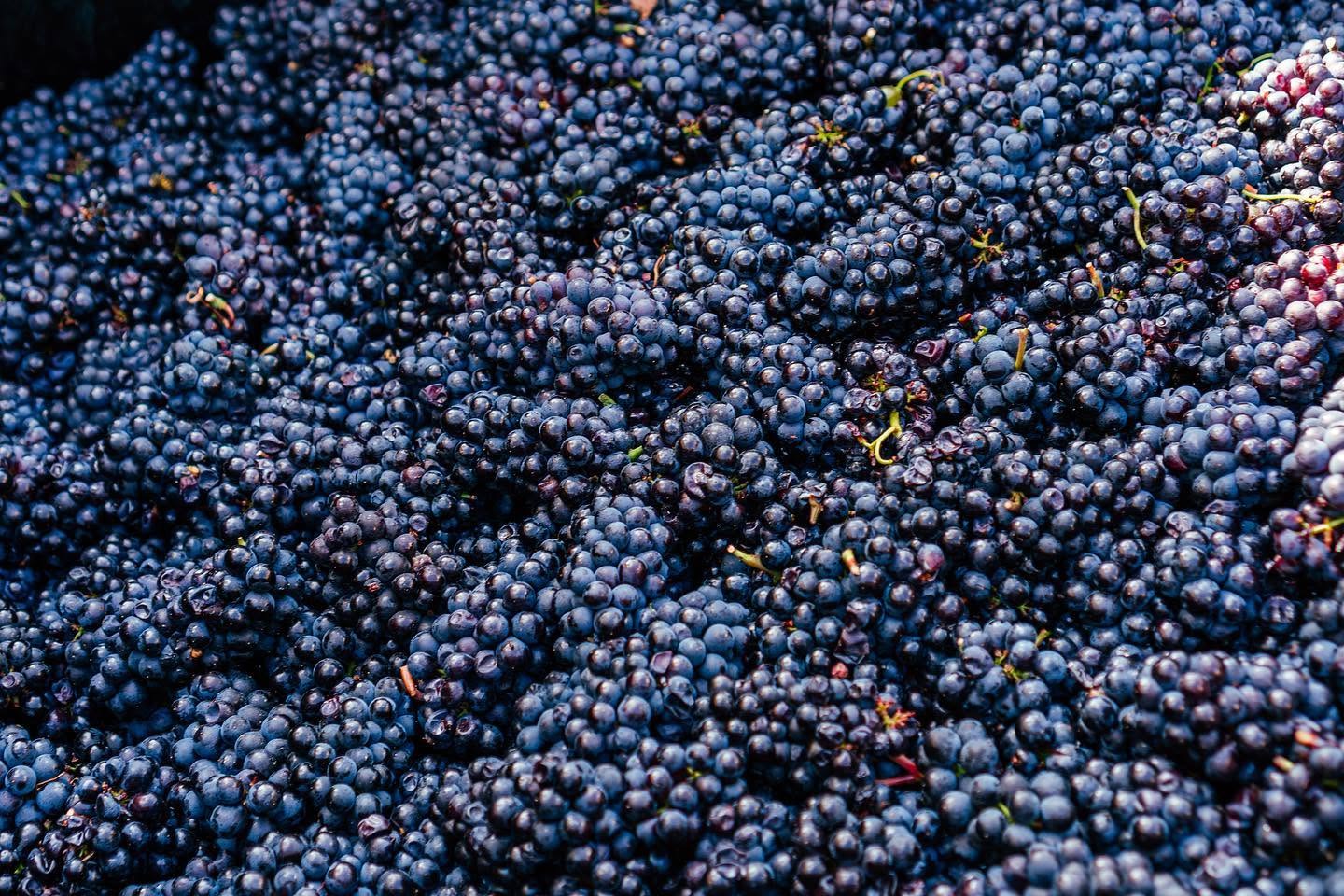 Wine grapes