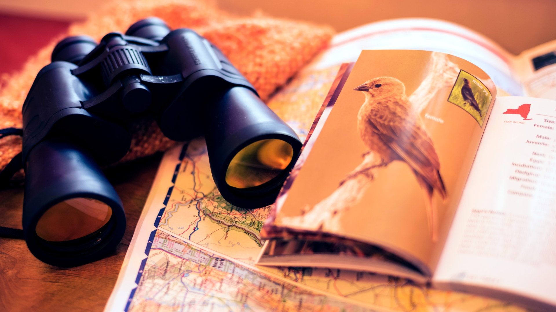 Binoculars and bird book for birdwatching activity at Inns of Aurora.