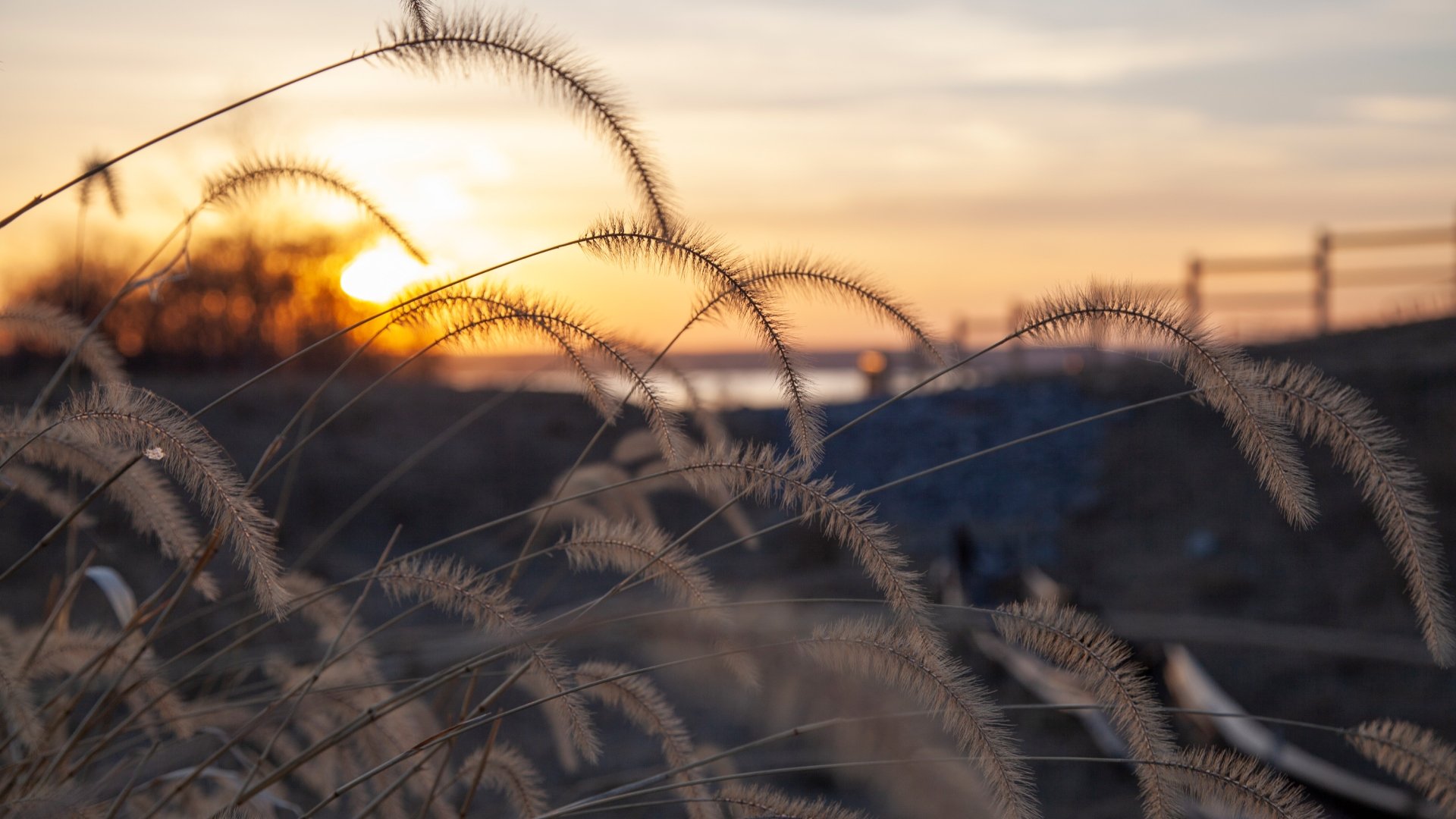 Sunset over tall grass.