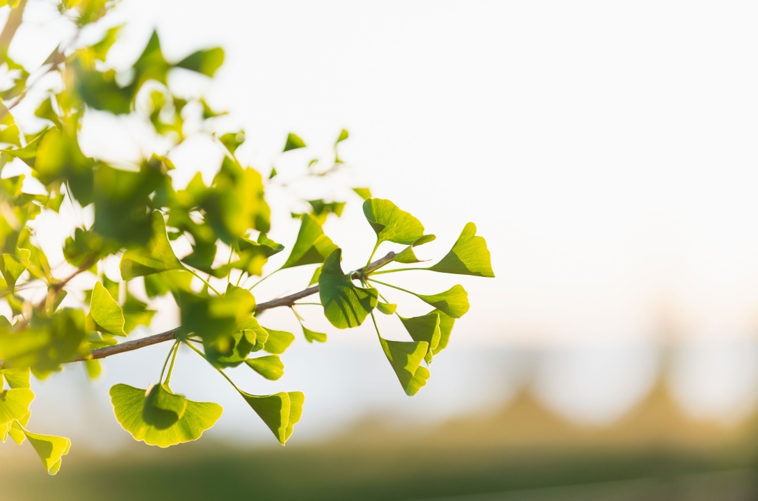 Close up shot of a gingko branch with green leaves.