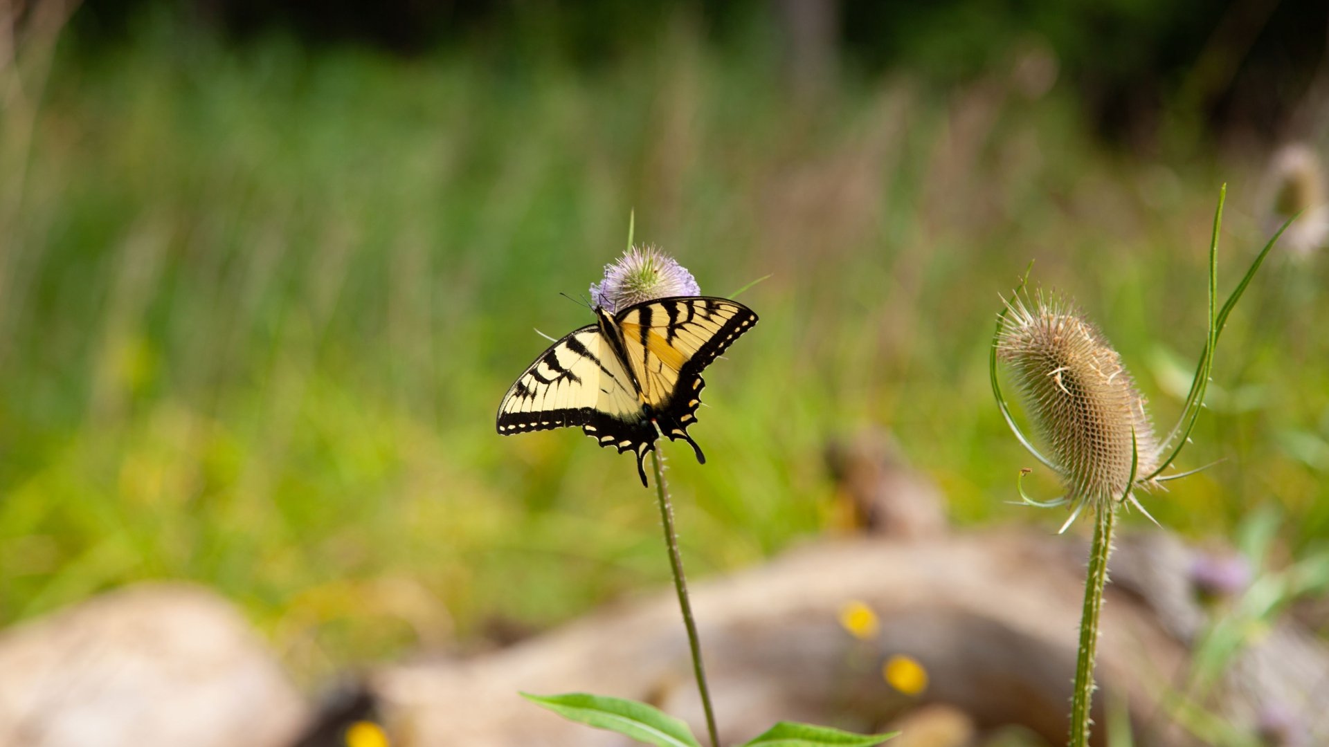 Butterfly on flower