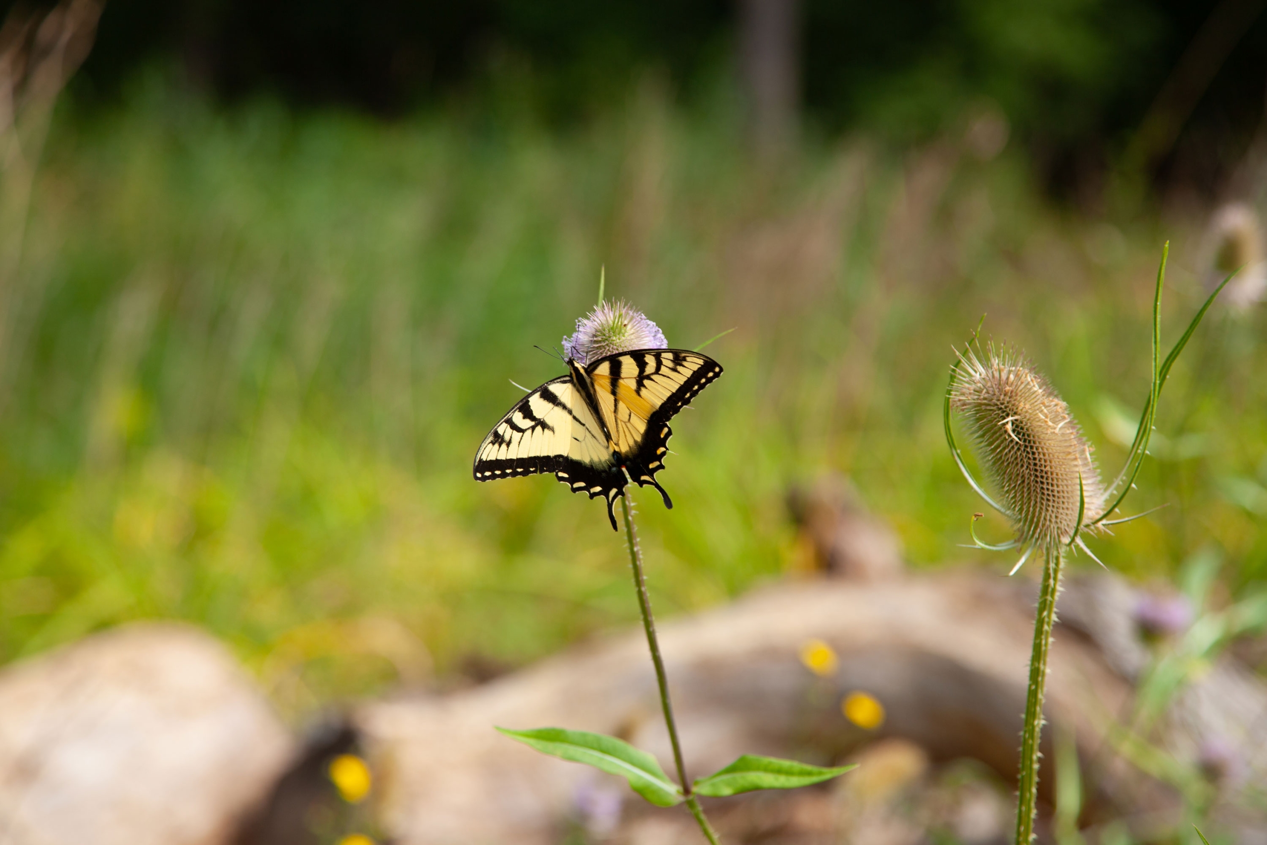 Butterfly on flower